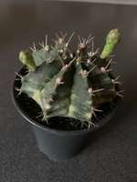 Кактус Гимнокалициум Михановича Вариегатный (Gymnocalycium Mihanovichii Variegata ) D7см #52, Ольга И.