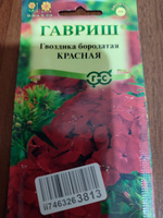 Семена ГВОЗДИКА бородатая (турецкая) КРАСНАЯ (0,1 грамм) Гавриш #34, Неля У.