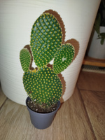 Опунция Микродазис Йеллоу (Opuntia Microdasys Yellow) D5см #33, Ольга М.