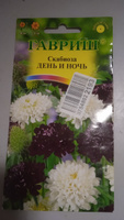 Семена СКАБИОЗА Пурпурная ДЕНЬ И НОЧЬ (0,2 грамм) Гавриш #18, Алла М.