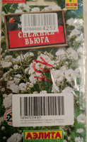 Гипсофила СНЕЖНАЯ ВЬЮГА махровая - Очаровательное многолетнее растение! / Семена 0,05 г. - Агрофирма АЭЛИТА #37, Наталья А.