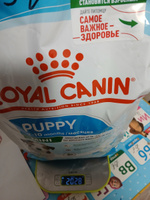 Сухой корм для щенков Royal X-Small Puppy для миниатюрных пород, 1,5 кг #45, Татьяна К.