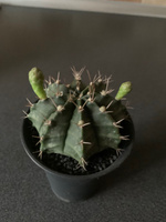 Кактус Гимнокалициум Михановича Вариегатный (Gymnocalycium Mihanovichii Variegata ) D7см #50, Ольга И.