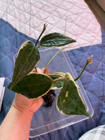 Хойя Макрофилла Альбормагината (Hoya Macrophylla Albomarginata) D10см #30, Артур К.