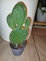 Опунция Микродазис Йеллоу (Opuntia Microdasys Yellow) D5см #34, Ольга М.