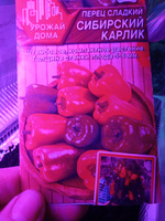 Перец сладкий СИБИРСКИЙ КАРЛИК - Урожай дома и в огороде! / Семена 10 шт. - Агрофирма АЭЛИТА #28, Вера Я.