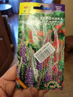 Вероника СМЕСЬ сортов (Семена ЦВЕТУЩИЙ САД, 0,05 г семян в упаковке) #29, Ольга Б.