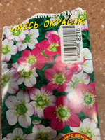 Камнеломка Смесь окрасок (семена Цветущий сад), 0,02 г #27, Наталья М.