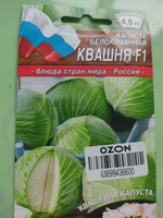 Капуста белокочанная Квашня, универсальная #68, Татьяна Х.