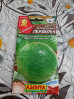 Капуста б/к Лежебока для квашения и длительного хранения #154, Лидия Г.