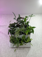 Фитомодуль "BOXSAND 24" (60х127 см) вместимость 24 растения, цвет белый для вертикального озеленения #2, Анастасия К.