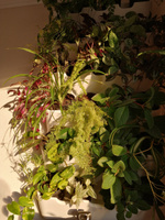 Фитомодуль "BOXSAND 24" (60х127 см) вместимость 24 растения, цвет белый для вертикального озеленения #5, Евгения К.