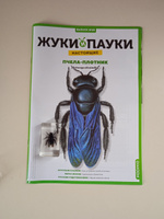 Жуки и пауки, Выпуск №29, Пчела-плотник #63, Роман Ф.