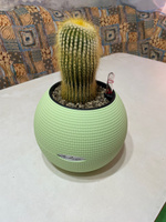 LECHUZA PURO 20 Кашпо с автополивом / горшок для цветов / кашпо для ...