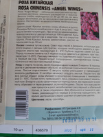 Роза Китайская Крылья Ангела (Angel wings), 1 пакет, семена 10 шт, ЧК #24, Людмила Е.