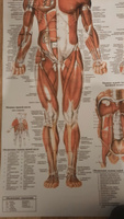 Информационный медицинский плакат "Мышечная система" / ламинированный / А-0 (84x119 см.) #49, Максим Д.