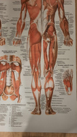 Информационный медицинский плакат "Мышечная система" / ламинированный / А-0 (84x119 см.) #50, Максим Д.