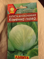 Капуста белокочанная Каменна глова, для длительного хранения и квашения #157, Анатолий К.