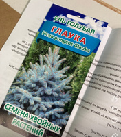 Ель голубая колючая Глаука / Семена (50 шт) #47, Алексей В.