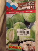 Капуста белокочанная Квашня, универсальная #155, Анатолий К.