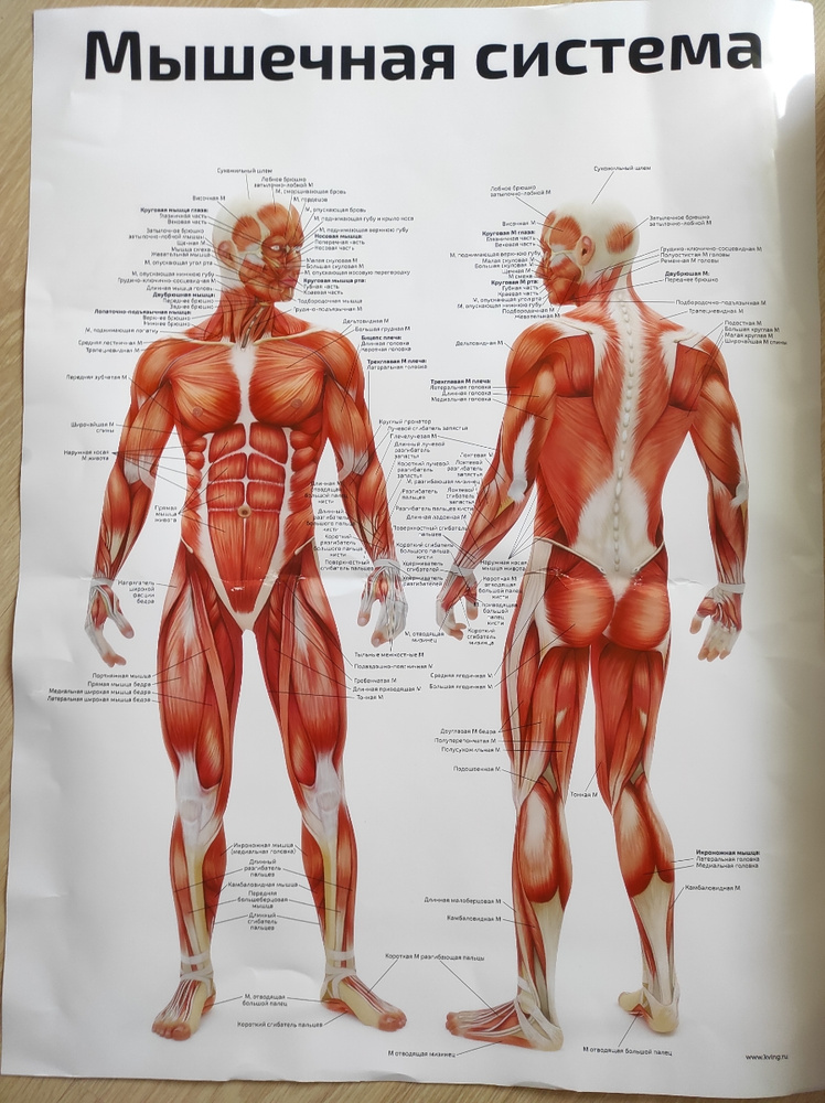 Анатомия человека плакат