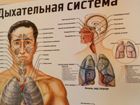 Информационный медицинский плакат "Дыхательная система человека" / А-1 (60x84 см.) #55, Алексей М.