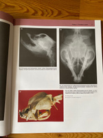 Топографическая анатомия собаки и кошки. С основами клинической анатомии #3, Арина Н.