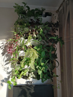 Фитомодуль "BOXSAND 24" (60х127 см) вместимость 24 растения, цвет белый для вертикального озеленения #6, Евгения К.