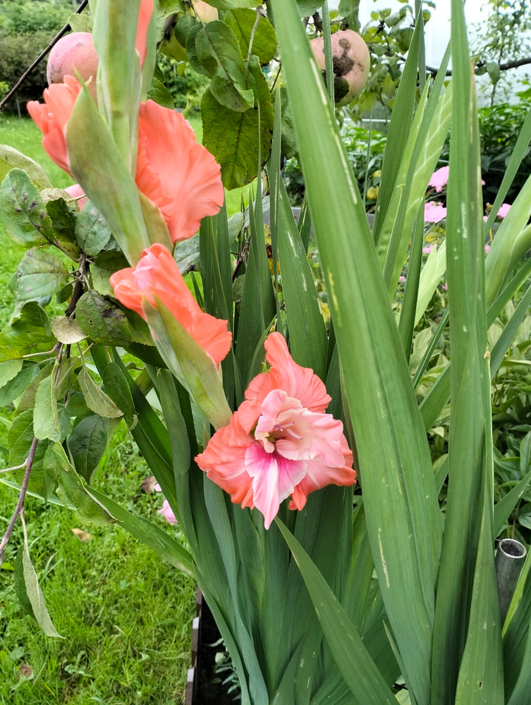 Луковицы Гладиолус купить по выгодной цене в интернет-магазине OZON ...