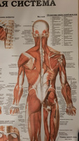 Информационный медицинский плакат "Мышечная система" / ламинированный / А-0 (84x119 см.) #51, Максим Д.