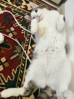 Шампунь для белоснежных кошек, 220 мл, ФИТОЭЛИТА, VEDA #7, нина