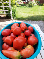 280 отзывов на Семена томат УСМАНЬ F1 ( 5 шт семян) ультрараннийкрупноплодный (открытый и закрытый грунт) от покупателей OZON