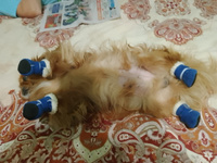 Ботиночки для собак мелких и средних пород Arnydog "Угги", синие, M (4,5*4,0 см). #4, Екатерина Я.