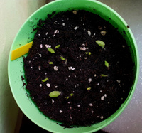 Набор для выращивания растений Кактусы семена #5, Александр