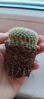 Кактус Ребуция Краинциана, Красная (Cactus Rebutia Krainziana) D5см #78, Бородина Т.