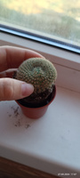 Кактус Ребуция Краинциана, Красная (Cactus Rebutia Krainziana) D5см #79, Бородина Т.