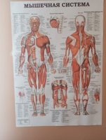 Информационный медицинский плакат "Мышцы человека" / А-1 (60x84 см.) #28, Алла З.
