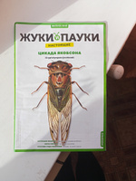 Жуки и пауки, Выпуск №43, Цикада Якобсона #62, Елена А.