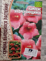 Кампсис укореняющийся (Campsis radicans), 1 пакет, семена 20 шт, ЧК #56, Наталья К.