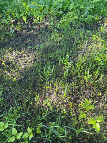 Газонные травы, Овсяница Гагарин Агро Газон 100 % Овсяница красная ...