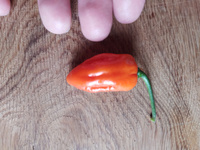 Семена Острый перец Scotch bonnet yellow (шотландская шляпа желтый), 5 штук #37, Сергей С