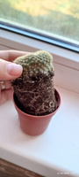 Кактус Ребуция Краинциана, Красная (Cactus Rebutia Krainziana) D5см #80, Бородина Т.