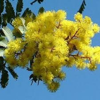 Семена Акация серебристая Мимоза (Acacia dealbata), 20 штук #92, Юлия Е.