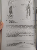 Анатомия мышц. Учебное пособие | Гурова Ольга Александровна, Козлов Валентин Иванович #8, Надежда Ч.