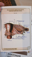 Анатомия человека. Спланхнология. Учебное пособие (набор из 49 карточек) | Сапин Михаил Романович, Николенко Владимир Николаевич #6, Кал Калыч