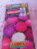 Астра Примадонна, смесь сортов #31, Ирина Р.