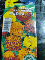 Бархатцы (Тагетес) низкорослые махровые ПОЦЕЛУЙ ЛЕТА смесь окрасок (Семена ЦВЕТУЩИЙ САД, 0,2 г семян в упаковке) #8, Светлана К.