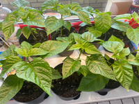 Набор для выращивания растений острый перец семена Тринидад Скорпион шоколадный, Призрак, Хабанеро #7, Алексей П.