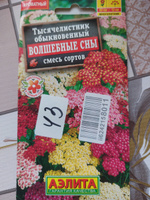 ТЫСЯЧЕЛИСТНИК ВОЛШЕБНЫЕ СНЫ. Семена. Вес 0,05 гр. Радужная смесь со всеми возможными для тысячелистника окрасками. #58, Ольга