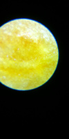 Микроскоп карманный Carson MicroBrite Plus, 60-120x #7, Юлия К.